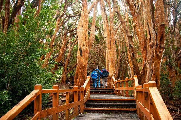 Isla Victoria y Bosque de Arrayanes