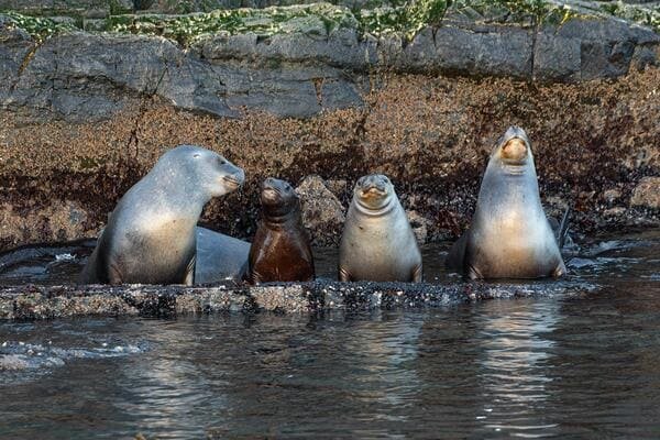 Navegación Canal de Beagle y Faro del Fin del Mundo
