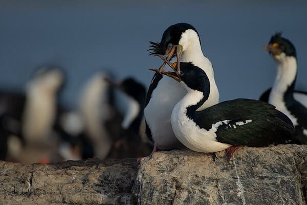 Navegación Canal de Beagle y Faro del Fin del Mundo