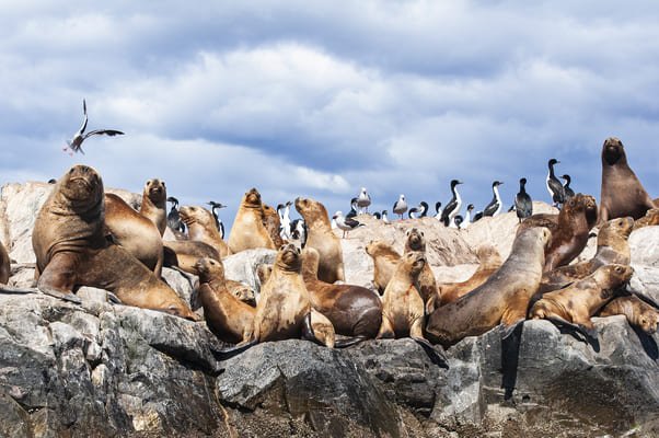 Navegación Canal de Beagle y Faro del Fin del Mundo