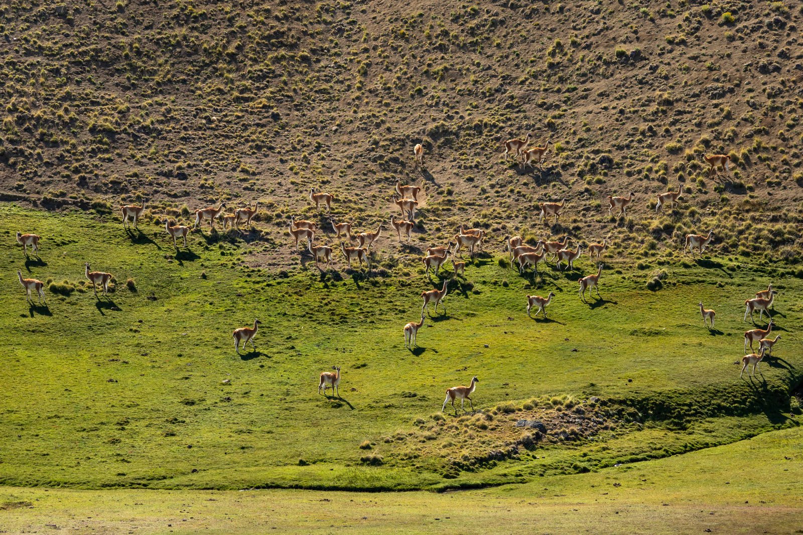 Safari Experience – Fauna y Estepa