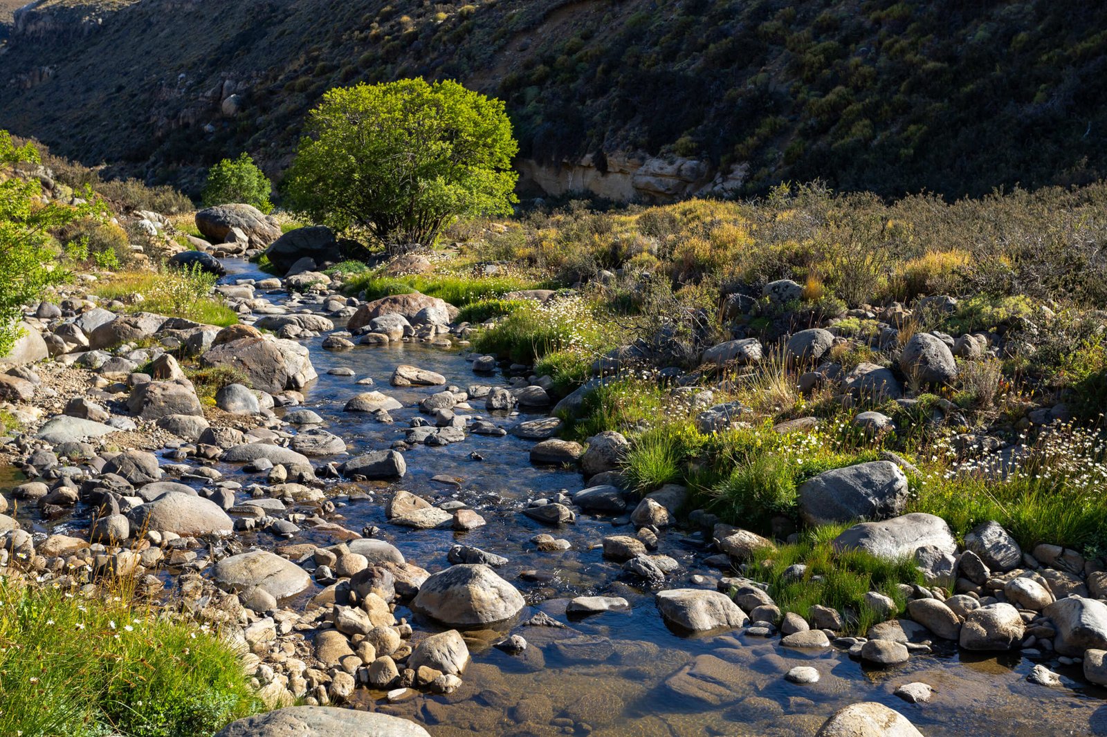 Safari Experience – Fauna y Estepa